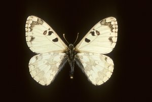 Hypermnestra helios autorstwa Augustus Kollner
