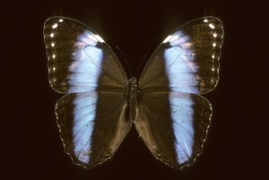 Morpho Achilles/Mężczyzna autorstwa Augustus Kollner