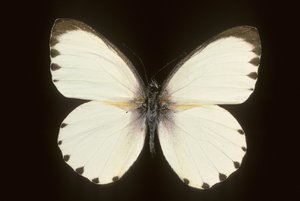Mylothris poszedłem autorstwa Augustus Kollner