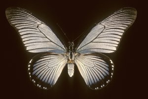 Papilio zalmoxis/Żaglówka niebieski autorstwa Augustus Kollner