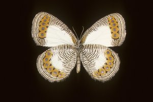 Physcaeneura leda autorstwa Augustus Kollner
