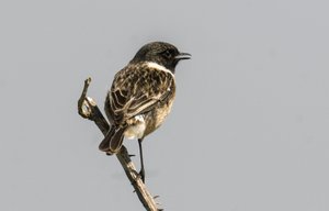 Saxicola torquata/Dawler/Common Stonechat autorstwa Augustus Kollner