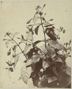 Kwiat martwa natura z fuksją autorstwa Charles Hippolyte Aubry