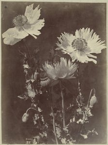 Kwiat martwa natura z makami autorstwa Charles Hippolyte Aubry