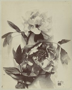 Kwiat martwa natura z piwoniami autorstwa Charles Hippolyte Aubry