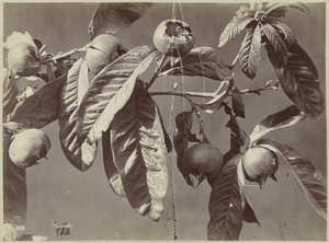 Martwa natura z nieszpułkami autorstwa Charles Hippolyte Aubry