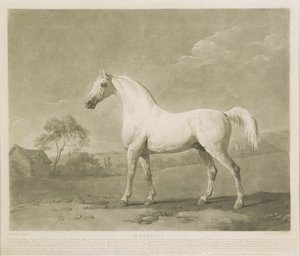 Mambrino, według George Stubbs, 1788 (mezzotinta)