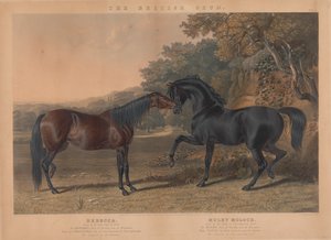 Der britische Zuchtpferd: Pl. 5. "Rebecca" gezüchtet von R. Cock, Esqr. im Jahr 1831; "Muley Moloch" gezüchtet vom Herzog von Cleveland im Jahr 1830 autorstwa Charles Hunt