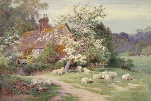 Owce przed domkiem w Springtime