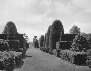 Ilex i cis autorstwa Charles Latham