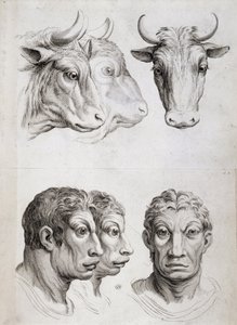 Porównanie mężczyzn i bydła autorstwa Charles Le Brun