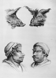 Podobieństwa między głową dzika a człowiekiem, z „Księgi portretów dla tych, którzy zaczynają rysować” Le Bruna