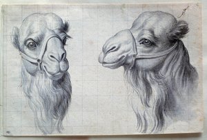 Studia dwóch głów wielbłądów Rysunek Charlesa Lebruna (Le Brun) (1619-1690) XVII wiek. Ciemny. 0,22x0,32m. Paryż, Luwr autorstwa Charles Le Brun