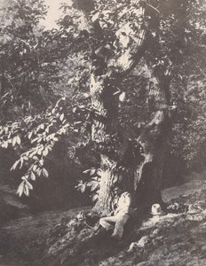 Mężczyzna leżący u stóp kasztanowca, 1850-53. autorstwa Charles Marville