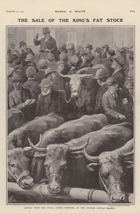 Bydło z królewskich farm w Windsor na sprzedaż na targu bydła w Slough, Berkshire (litho)