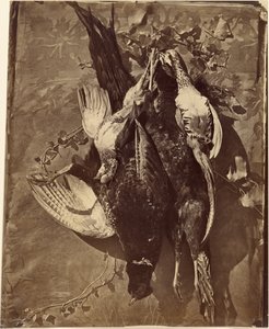 [Martwa natura ptaka łownego z piórami] autorstwa Charles Nègre