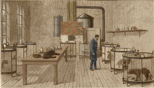Psy w klatkach w laboratorium Louisa Pasteura autorstwa Charles Paul Renouard