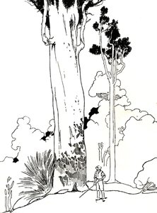 Drzewo Kauri, 1912 autorstwa Charles Robinson
