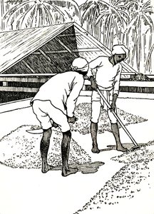 Suszenie kakao, 1912 autorstwa Charles Robinson