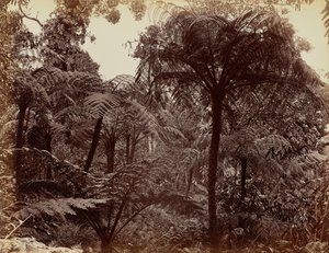 Ogrody Hakgala, Nuwara Eliya