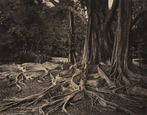 Drzewo kauczukowe, Assam, Indie Ficus Elastica, ok. 1880 r.