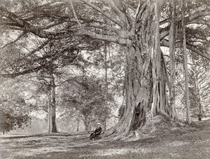 Dżentelmen siedzący pod dużym rodzimym drzewem na brytyjskim Cejlonie, obecnie zwanym Sri Lanka, lata 80. XIX wieku autorstwa Charles T Scowen and Co