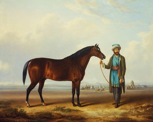 Ogier arabski trzymany przez stajennego z obozowiskiem za nim