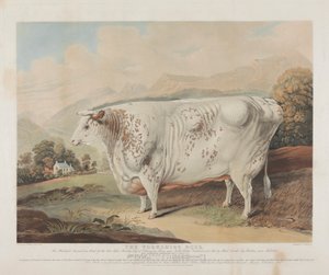 Róża z Yorkshire autorstwa Charles Turner