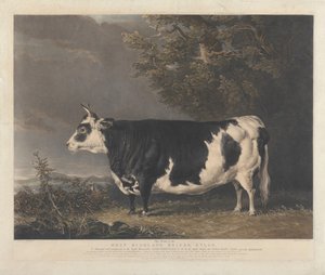 Jałówka rasy West Highland o imieniu Kyloe autorstwa Charles Turner
