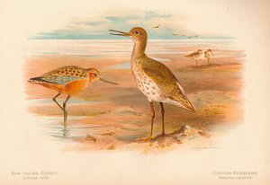 Szlamnik rycyk Limosa rufa, krwawodziób krwawodziób, 1900, 1900 autorstwa Charles Whymper