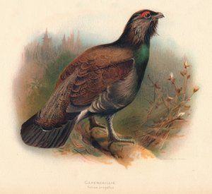 Głuszec Tetrao urogallus, 1900, 1900