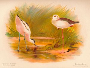 Szaszłyk pospolity Recurvirostra avocetta, Szczudłak pospolity Himantopus melanopterus, 1900, 1900