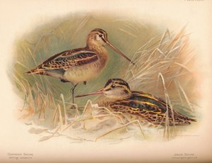 Kszyk zwyczajny Gallinago scolopacina, Jack Snipe Limnocryptes gallinula, 1900, 1900