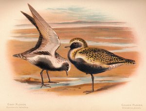 Sieweczka szara Squatarola helvetica, Sieweczka złota Charadrius pluvialus, 1900, 1900