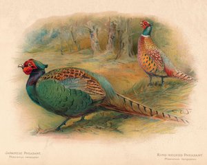 Bażant japoński Phasaianus versicolor, Bażant pierścieniowoszyjny Phasaianus torquatus, 1900, 190