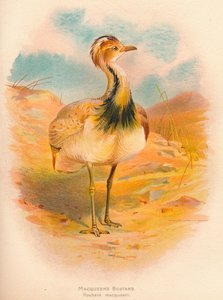 Macqueens drop Houbara macqueeni, 1900, 1900 autorstwa Charles Whymper