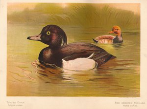 Czernica Fuligata cristata, Pochard grzebieniasty Netta rufina, 1900, 1900