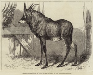 Antylopy konne z Nubii, w ogrodach Towarzystwa Zoologicznego autorstwa Charles William Carter
