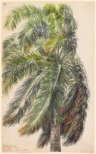 Palma Real autorstwa Charles de Wolf Brownell