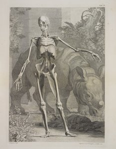 Szkielet i nosorożec, Tablice szkieletu i mięśni ludzkiego ciała, autorstwa Bernharda Siegfrieda Albinusa autorstwa Charles the Elder Grignion