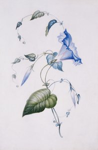 Powój niebieski, 1832 (wc na papierze)