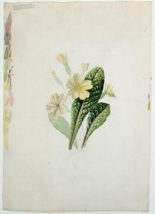Studium pierwiosnka, ok. 1830 (wc na papierze)
