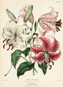 Japońskie odmiany lilii, Lilium specioseum autorstwa Charlotte Caroline Sowerby