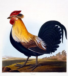 Kogut (Phasianus), grawerowany przez Roberta Havella, Jr (1793-1878), 1835 autorstwa Charlotte L. E. Perrott