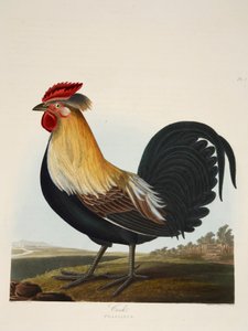 Kogut, Fasianus, wyd. 1835 Grawerowanie ręcznie kolorowane. autorstwa Charlotte Lousia Emily Perrott