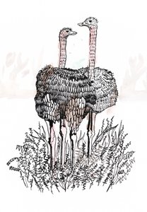 Flamingi, 2018 (pióro i atrament) autorstwa Charlotte Orr