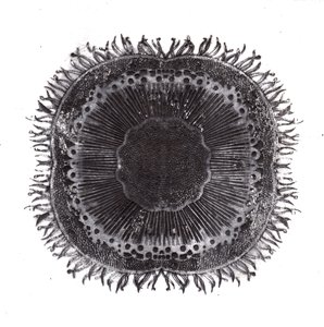 Plant Cells, 2019 (trawienie suchej temperatury) autorstwa Charlotte Orr