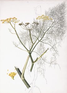 Studium botaniczne, 1822-1845 autorstwa Charlotte Strickland
