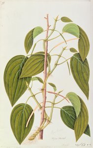 Liść Betel, z Pięćdziesięciu pięciu rysunków roślin leczniczych z Malakki, tom 1, ok. 1805-18 (wc na papierze) autorstwa Chinese School