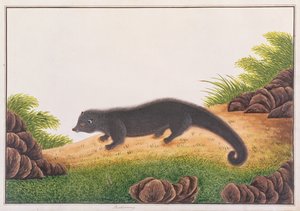 Binturong, z Rysunków zwierząt, owadów i gadów z Malakki, ok. 1805-18 (wc i gwasz na papierze) autorstwa Chinese School